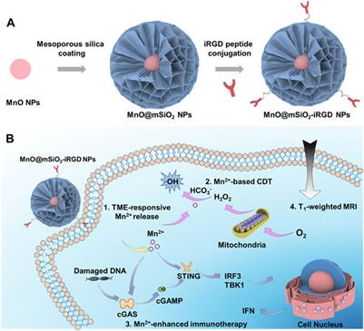 Cancer diagnosis and treatment platform based on manganese-based nanomaterials